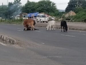 मैं... मां.. हूं : एनएच-30 में गाय की ममता नजर आई, मृत बिछड़े को बार-बार चूमकर जिंदा करने तड़प रही थी मां 4 WhatsApp Image 2021 08 13 at 22.30.47 1 1