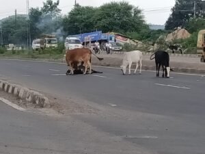 मैं... मां.. हूं : एनएच-30 में गाय की ममता नजर आई, मृत बिछड़े को बार-बार चूमकर जिंदा करने तड़प रही थी मां 3 WhatsApp Image 2021 08 13 at 22.30.47 1
