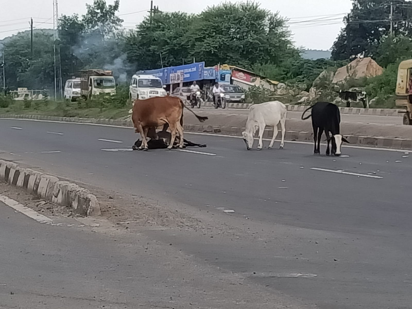 मैं... मां.. हूं : एनएच-30 में गाय की ममता नजर आई, मृत बिछड़े को बार-बार चूमकर जिंदा करने तड़प रही थी मां 2 WhatsApp Image 2021 08 13 at 22.30.47