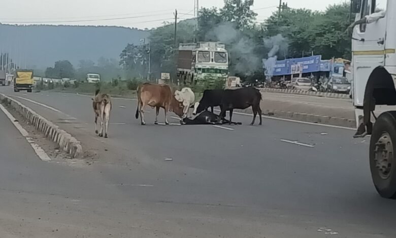 मैं... मां.. हूं : एनएच-30 में गाय की ममता नजर आई, मृत बिछड़े को बार-बार चूमकर जिंदा करने तड़प रही थी मां 1 WhatsApp Image 2021 08 13 at 22.30.48