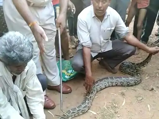पेड़ पर चढ़े अजगर को पकड़ा:20 फीट ऊपर डाल पर बैठा था 12 फीट लंबा अजगर 1 76 1633328051