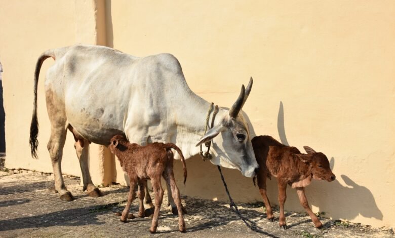 वेलडन नानाजी देशमुख विश्वविद्यालय के वैज्ञानिक:वी.यू. का भ्रूण प्रत्यारोपण प्रयोग हुआ सफल, गौशाला की अवर्णित देशी गाय ने जनी जुड़वाँ साहीवाल बछियां 1 IMG 20211025 WA0029