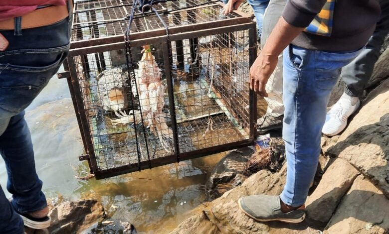 मुर्गा के चक्कर में मगरमच्छ पिंजरे मेंः 10 दिन रेस्क्यू के बाद लोगों ने ली राहत की सांस 1 WhatsApp Image 2021 11 27 at 12.05.01