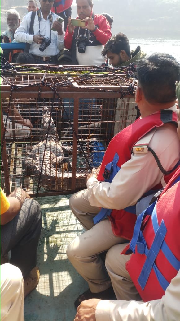 मुर्गा के चक्कर में मगरमच्छ पिंजरे मेंः 10 दिन रेस्क्यू के बाद लोगों ने ली राहत की सांस 2 WhatsApp Image 2021 11 27 at 12.16.46