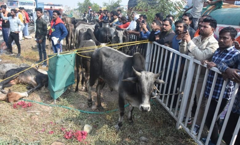 पाटन बायपास में बवाल : ट्रक से निकले सैकड़ों गौ-वंश, दर्जनों मिले मृत 1 WhatsApp Image 2021 12 14 at 12.30.22 PM 5