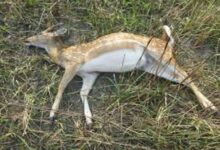 chital 1455459801 835x547