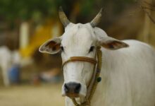 cow 6678444 835x547 m