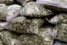 गोरखपुर में 1 किलो गांजा लेकर बेचने की फिराक में खड़ा था तस्कर, पहुंच गयी पुलिस एक्सिस गाड़ी, नगद 150 रुपए जब्त 10 download 1 2