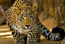 leopard 5266012 835x547 m