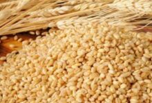 06 11 2021 wheat 1 22181404