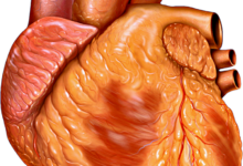 Heart anterior exterior view.png
