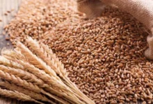 दो साल से गोदामों में पड़ा 40 से 45 लाख टन गेहूं तुरंत निर्यात कर सकेगा मध्यप्रदेश 10 Wheat 2