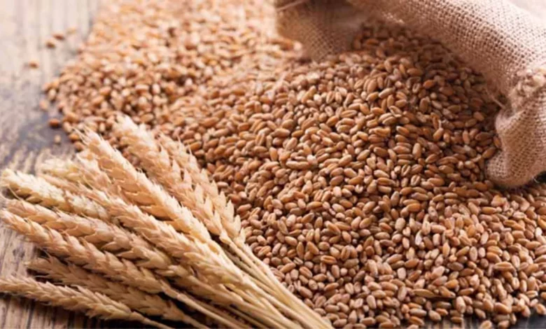 दो साल से गोदामों में पड़ा 40 से 45 लाख टन गेहूं तुरंत निर्यात कर सकेगा मध्यप्रदेश 1 Wheat 2