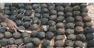 बारूद के ढेर पर बंगाल :24 घंटे में 9 जिले से 350 से ज्यादा बम मिले 7 download 92