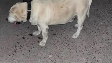 MP अजब, चोर खोजने वाला पुलिस का कुत्ता ही चोरी:ओरछा के डॉग को स्कॉर्पियो से ले गए उत्तरप्रदेश के नेता 7 12 4