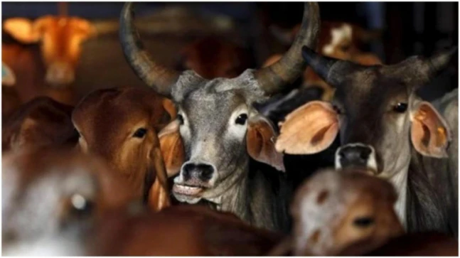 मध्यप्रदेश में मृत गायों को लेकर बड़ा फैसला : खुले में नहीं फेंके जाएंगे शव 1 cows 647x363 1