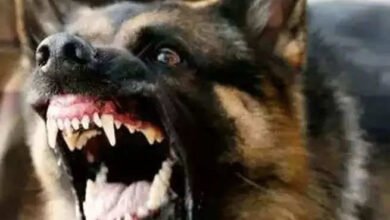 खूंखार कुत्तों ने दो को काटा : जख्मी हालत में अस्पताल में भर्ती, एफआईआर दर्ज 8 pic 3