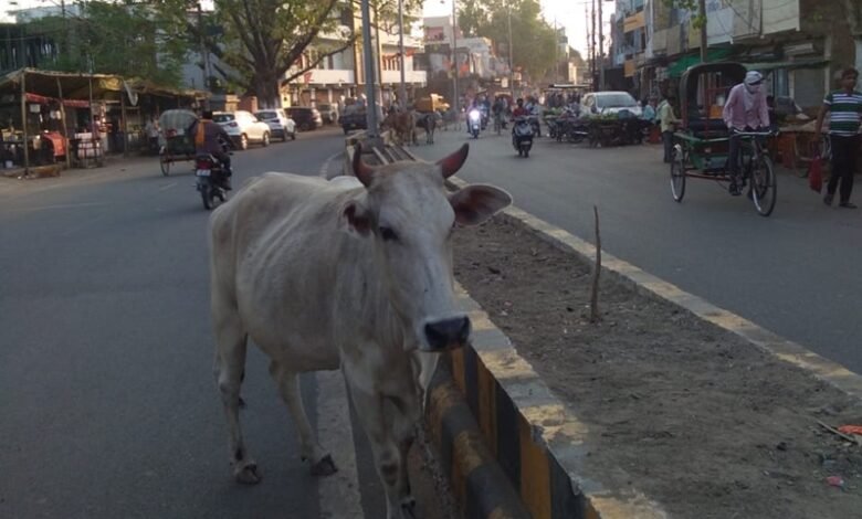 नगर निगम परेशानी में, आवारा जानवरों को पकड़ने के बाद छोड़ रहाः 4 कांजी हाउस, 3 ही चालू 1 30 04 2022 jabalpur 30 april 2022 03