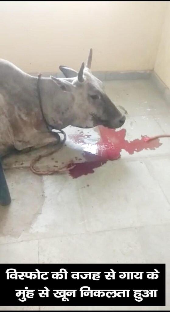 वीयू के चिकित्सकों ने बिल्ली-बकरी और गाय को दिया जीवनदानः गाय के मुंह में विस्फोट हुआ , बिल्ली को कुत्ते ने ऐसा नोंचा की आंते निकल आई बाहर 3 0207c9fc 0fbe 4766 a622 724be952f46b copy