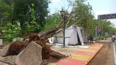 खमरिया इस्टेट में पेड़ गिरा, सुरक्षा चौकी क्षतिग्रस्त 6 539d85af 9ded 4ab5 9b71 9aac1d5a0ab1