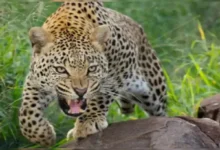 leopard hunt