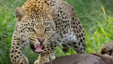 leopard hunt