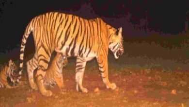 नौरादेही अभ्यारण्य में कहा घूम रहे बाघ जबलपुर से देख रहे विज्ञानी 6 0a38d4a7 9e09 406f 8493 3e0100520b08