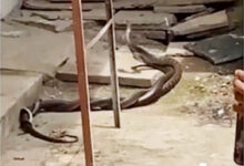 प्रणय लीला में चूर नाग-नागिन VEDIO:जबलपुर की एक कॉलोनी में जमाया डेरा, लोगों मे दहशत का माहौल 10 11 copy