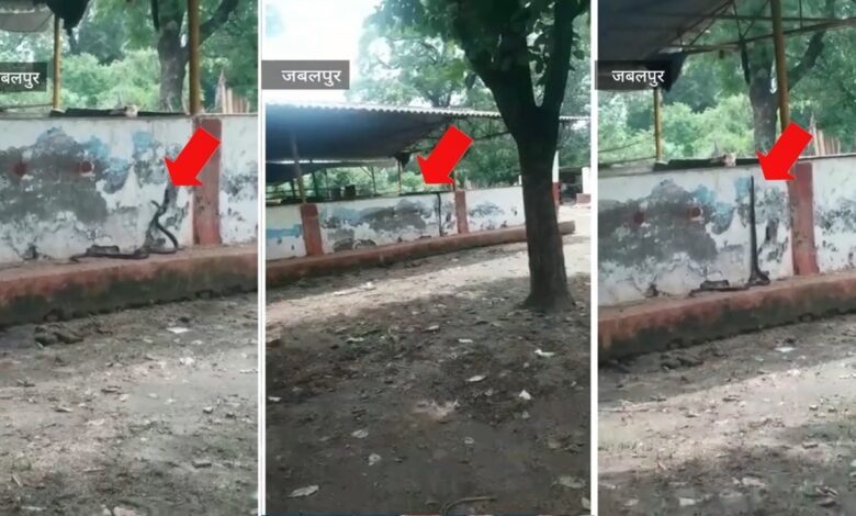 जेल की दीवार पर बैठा हुआ था विशालकाय सांप:कैदियों को आ गया पसीना,जेल अधिकारियों के भी उड़ गए होश ... देखे... वीडियो... 1 4df80711 95ff 4bba 9d02 00dd843d0545