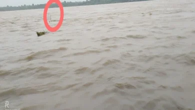narmada flood in mp news