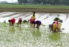 खेत में रोपा लगा रहे मजदूर की कीचड़ में धसने से मौत! : शराब के नशे में धुत्त होकर लगा रहा था धान का रोपा 15 HH KND11AKB8 1562866366 1562866366