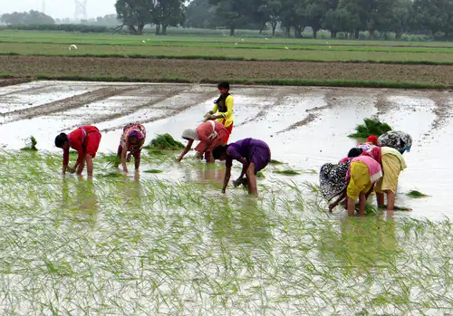 खेत में रोपा लगा रहे मजदूर की कीचड़ में धसने से मौत! : शराब के नशे में धुत्त होकर लगा रहा था धान का रोपा 1 HH KND11AKB8 1562866366 1562866366
