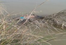 img 20220306 wa0040 1646565294