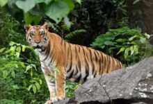 9 लोगों की जान लेने वाले बाघ को शूटर्स ने कर दिया ढेर : 26 दिन बाद मारा गया आदमखोर बाघ 10 61fa669c 466b 11ed ba19 8df254a5ed78 1665166401814