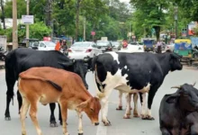 आवारा पशुओं की समस्या से छुटकारा पाने के लिए मप्र सरकार का बड़ा कदम 11 1125897 aawar pashu rule