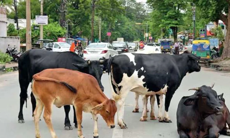 1125897 aawar pashu rule