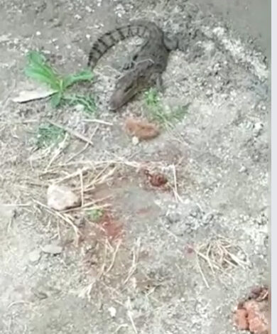 नदी से निकालकर गौशाला में घुसा मगरमच्छ: स्थानीय ग्रामीणों ने किया स्वयं रेस्क्यू , छोड़ दिया मगरमच्छ को नदी में 1 Untitled 2 copy 9