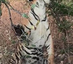 पन्ना में फंदे से लटका मिला बाघ:लक्ष्मीपुर विक्रमपुर के जंगल में शिकारियों ने पेड़ से लटकाया 7 14