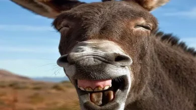 दुल्हन को शादी के तोहफे में गधा : नई नवेली पत्नी को बेबी डंकी गिफ्ट किया 8 1490945 untitled 55 copy