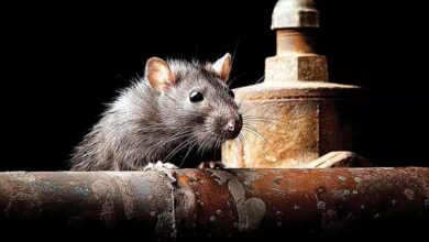 मर्डर की शिकायत पर चूहे का पोस्टमॉर्टम : रिपोर्ट आई- डूबने से मौत नहीं हुई 9 259385 rat killing campaign