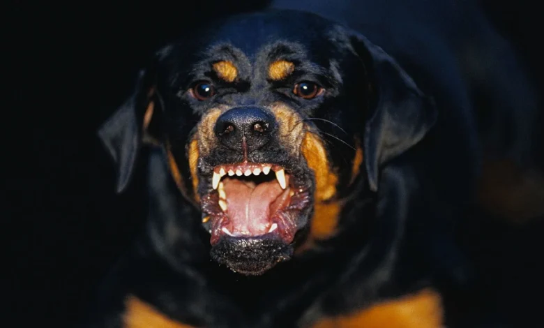 707867 rottweiler dog