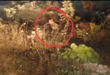 आवारा पालतू पशु जैसा ओएफके इस्टेट में घूम रहा तेंदुआ 10 IMG 20221203 WA0009