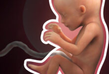 pregnancy week 17 skeleton square zoom 3.jpg.pagespeed.ce .1FBS1pXn4c 768x470 1