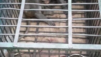 महात्मा गांधी वार्ड के क्षेत्रों में बंदरों का आतंक खत्म: कई बंदरों को पकड़ा गया, पार्षद ने प्रशासन को धन्यवाद ज्ञापित किया 8 6e05b717 4aa9 412d 850b df5d6d0f06d8