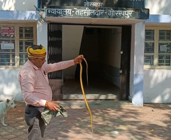गोरखपुर तहसील कार्यालय में निकला सांप: आम के पेड़ में लटका देख भयभीत हुए लोग 1 99606140 b04f 416d 9b7c f80c3853c4d9