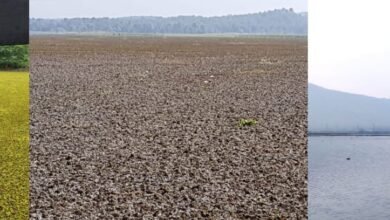 सतपुड़ा ताप विद्युत गृह सारनी के जलाशय में तैरती जलकुंभी के जैविक नियंत्रण से मिली सफलता 9 a044cc31 ec6e 40a5 a9ad cbeeeac8c60b