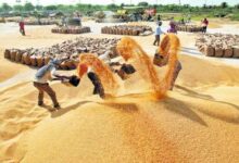 समर्थन मूल्य पर गेहूं उपार्जन- SDM भी नहीं सुधार पाए व्यवस्था, खानापूर्ति करके झाड़ लिए हाथ 10 mpbreaking26386944