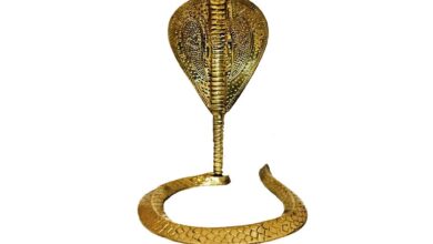 जबलपुर के महालक्ष्मी मंदिर से पीतल का नाग चोरी : सीसीटीव्ही में कैद हुई घटना जांच जारी 6 51ATS3ZrCtL. SL1024