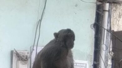 bcf77c0a 4fb5 47f5 acc8 4195ab843d5c