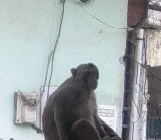 बंदर को लगा करंट, विशेषज्ञ ने दूध पिलाकर किया ठीक 1 bcf77c0a 4fb5 47f5 acc8 4195ab843d5c